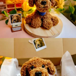 Personaliza Mascotas
